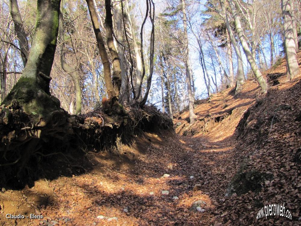 44 Sentiero nel bosco.JPG